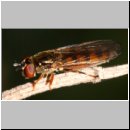 Platycheirus clypeatus - Schwebfliege w13.jpg